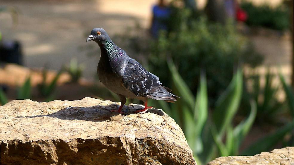 Durch Angriffe von Greifvögeln werden Brieftauben in Panik versetzt und können so kilometerweit vom Kurs abgebracht werden. © pixabay