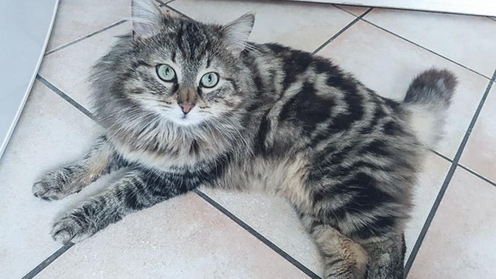 Der Norweger-Mix Puschel ist Freigang gewohnt und sucht eine neue Familie.  © Foto: Tierschutz Rheiderland