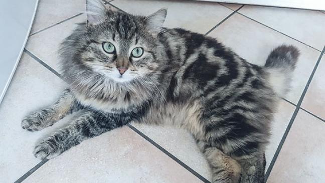 Stolzer Kater braucht Freilauf