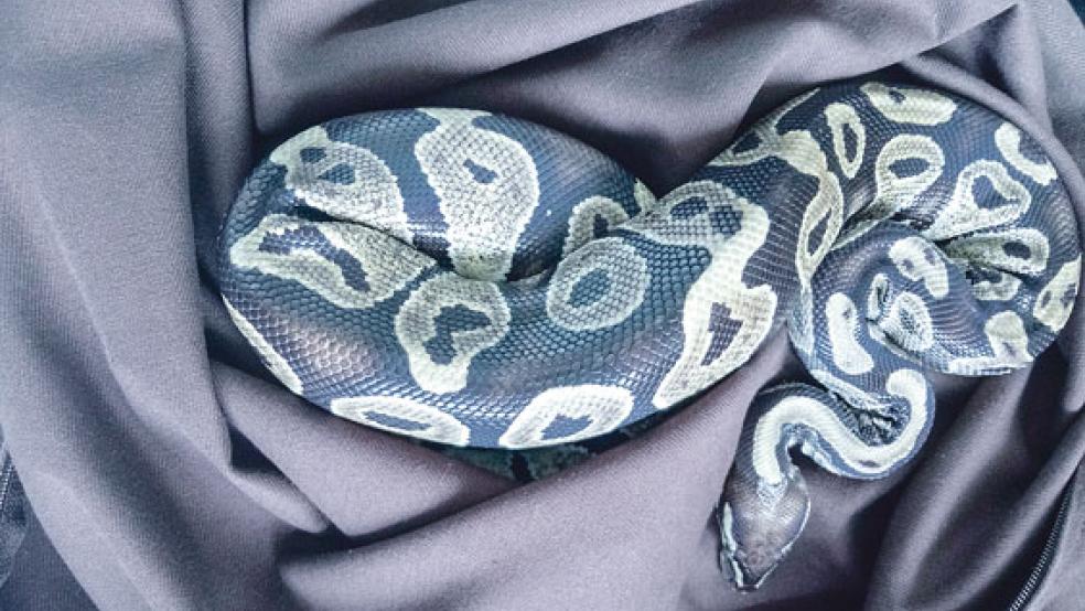 Dieser Python sucht eine neue Bleibe. © Foto: Tierschutz Rheiderland