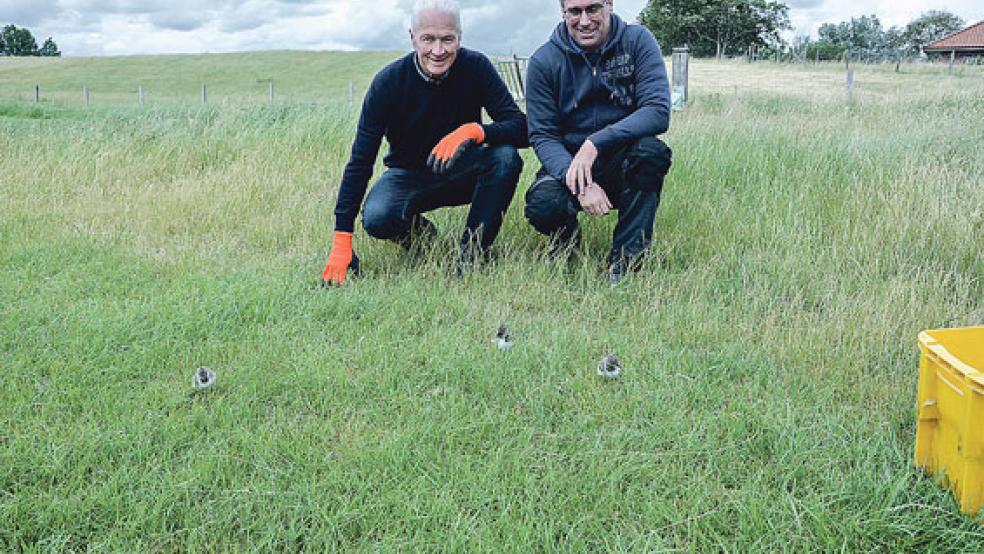 Adolf Wilken (links) und Günter Meinen vom Entwässerungsverband Oldersum sitzen nach der erfolgreichen Rettungsaktion mit den Austernfischerküken am Deich. © Foto: NLWKN