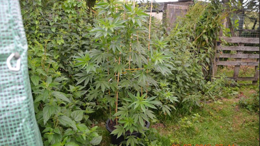 Rund 70 Marihuanapflanzen konnte die Polizei alleine in Osteel sicherstellen. © Foto: Polizei Norden