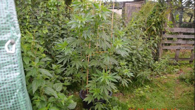 Drogenfarmen in Norden entdeckt