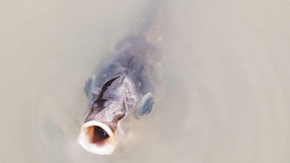 An der Wasseroberfläche schnappt dieser Fisch im Hafenbecken nach Luft. © Foto: Bruins