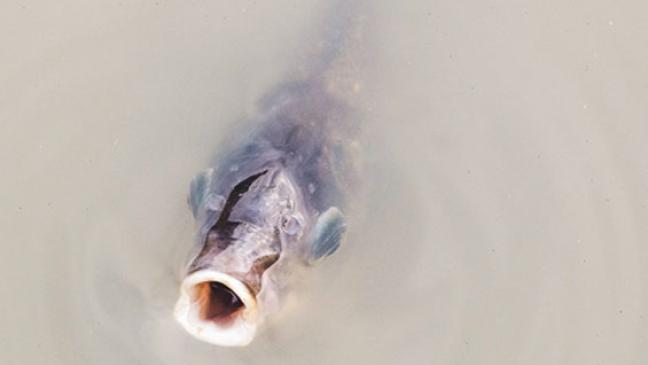 Fischsterben im Alten Hafen