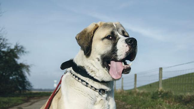 Ein Hund von  imposanter Größe