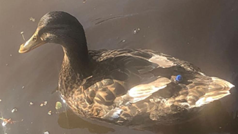 Im Körper einer der beiden verletzten Enten steckte ein kleiner Metallpfeil. © Foto: Polizei