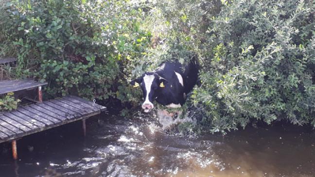Feuerwehr rettet Rind aus Kanal
