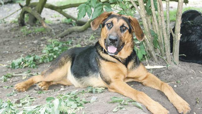 Deleila sucht ein neues Zuhause