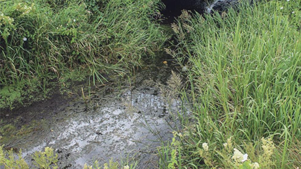 Das Dieler Sieltief droht, an einigen Stellen auszutrocknen. Die Sielacht befürchtet dadurch Probleme bei der Trinkwasserversorgung von Weidetieren. © Foto: Berents