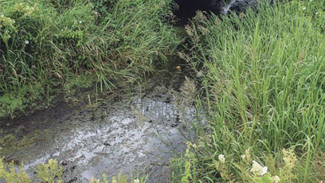 Sielacht schlägt Alarm