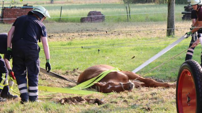 Pferd ist erschöpft, aber unverletzt