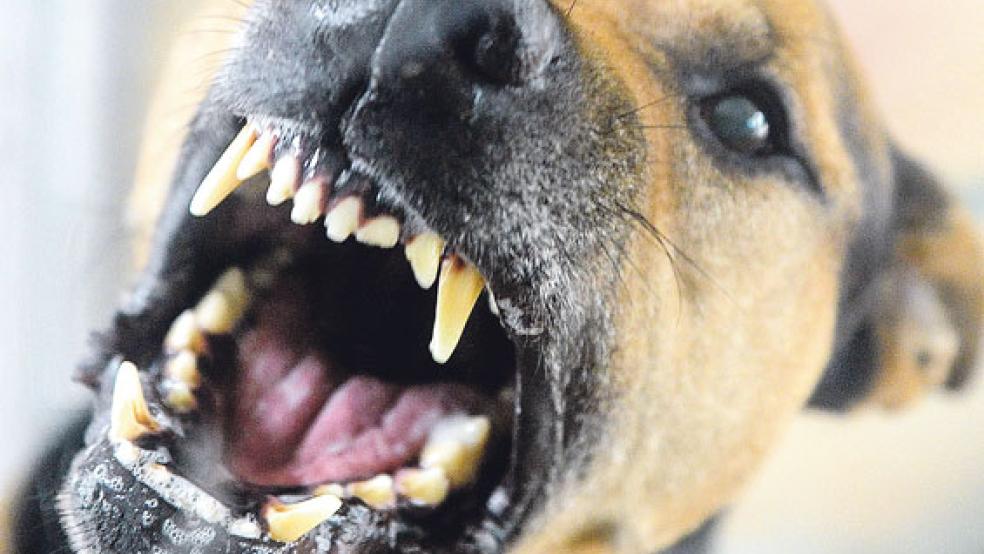 Aggressive Hunde, hier ein Symbolbild, sind in der Gemeinde Ostrhauderfehn aktuell ein Problem. © Foto: dpa