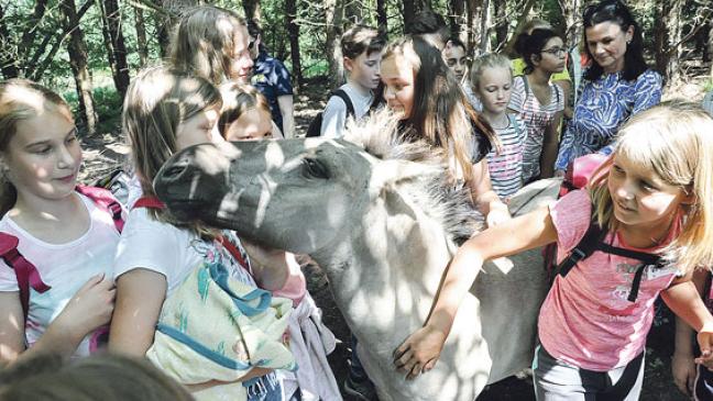 Julius-Club-Mitglieder auf den Spuren der Wildpferde