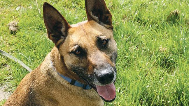 Hündin ist für jeden Spaß zu haben