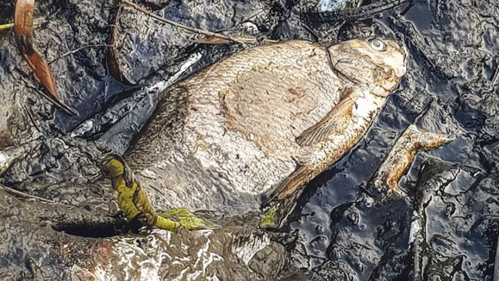 Ist wohl erstickt: Ein toter Brassen, der in der Nähe der Schleuse von Weener gefunden wurde.  © Foto: Bruins