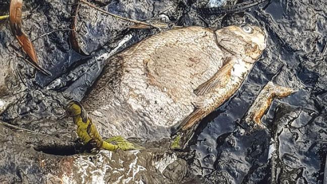 »Sollte nicht mehr gebaggert werden«