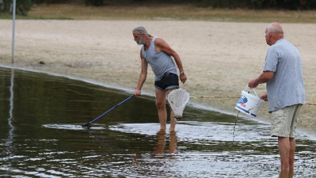 Muschelsterben am Timmeler Meer