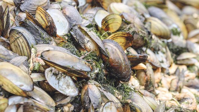 Rätselhaftes Muschelsterben in Timmel