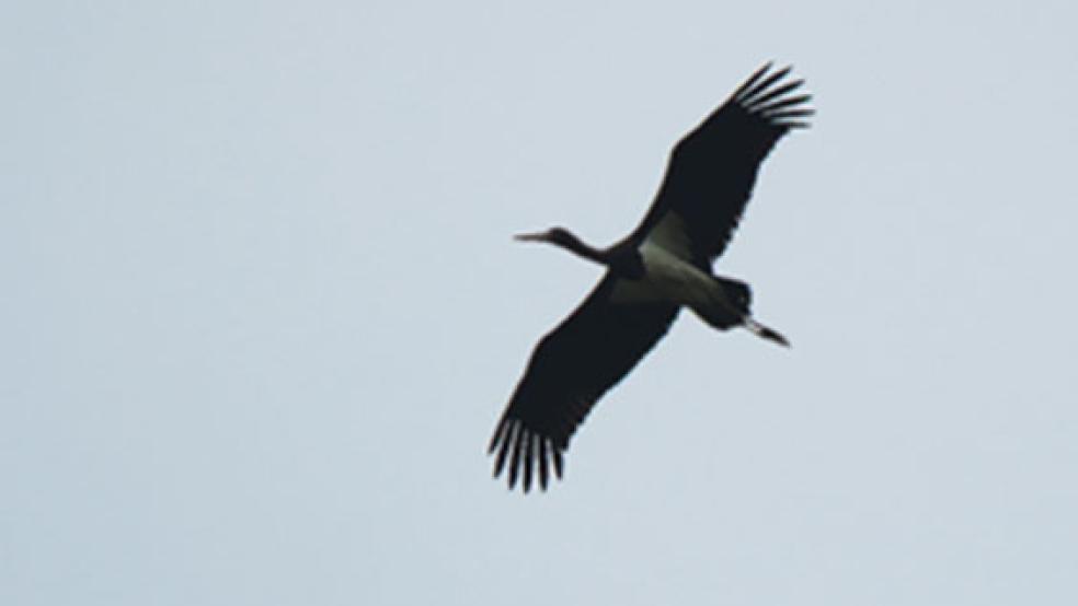 Ein seltener Schnappschuss gelang Maya Kolthoff über dem Fliederweg in Bunde, sie bekam dort am Sonntag einen Schwarzstorch vor die Linse. Offenbar handelte es sich um einen Durchzügler. © Foto: Maya Kolthoff