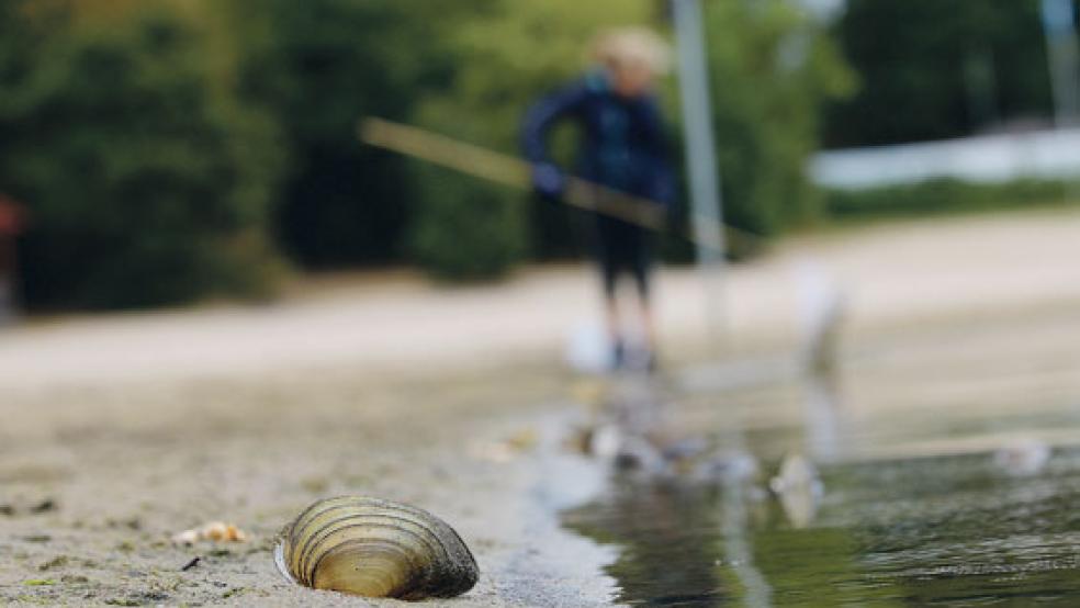 Katastrophal niedrige Sauerstoffwerte lösten wohl das Muschel-Sterben im Timmeler Meer aus. © Foto: Loger