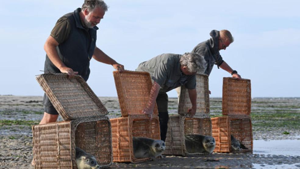 Peter Lienau (links), Leiter der Seehundaufzuchtstation in Norddeich, entlässt mit Helfern auf der Insel Juist vier jungen Seehunde in die Freiheit der Nordsee. Es handelte sich um die erste Auswilderungsfahrt der Seehundaufzuchtstation Norddeich in diesem Jahr. © Foto: Jaspersen (dpa)