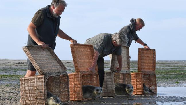 Heuler beenden Kur mit Vollpension