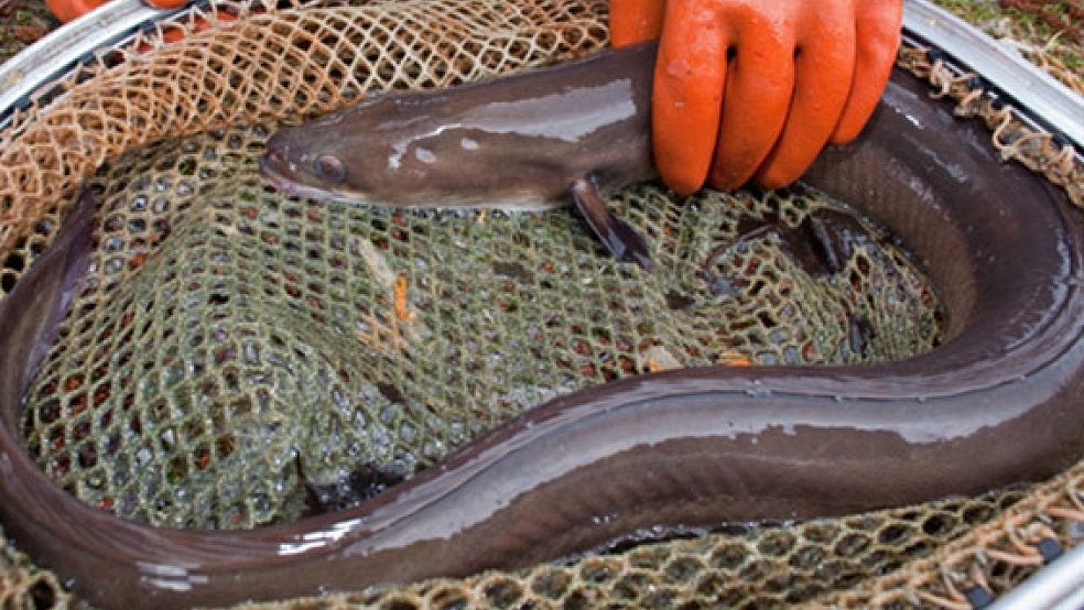 Wer Aale aus der Ems oder der Leda isst, könnte damit seine Gesundheit gefährden. © Foto: Pleul (dpa)