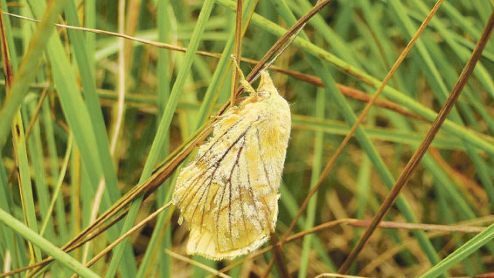 Diese noch nicht bestimmte Nachtschmetterlingsart konnte Michael Steven im Naturschutzgebiet »Ewiges Meer« fotografieren. © Foto: Michael Steven (NABU)