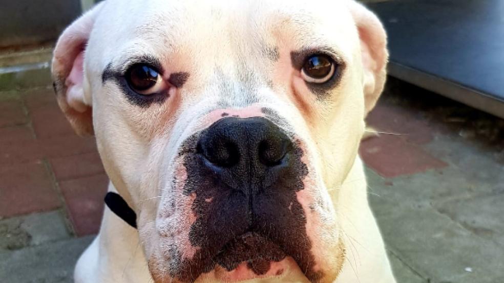 Toller Charakter, pfiffiger Kerl: Asgar wartet im Tierheim auf neue Besitzer. © Tierschutz