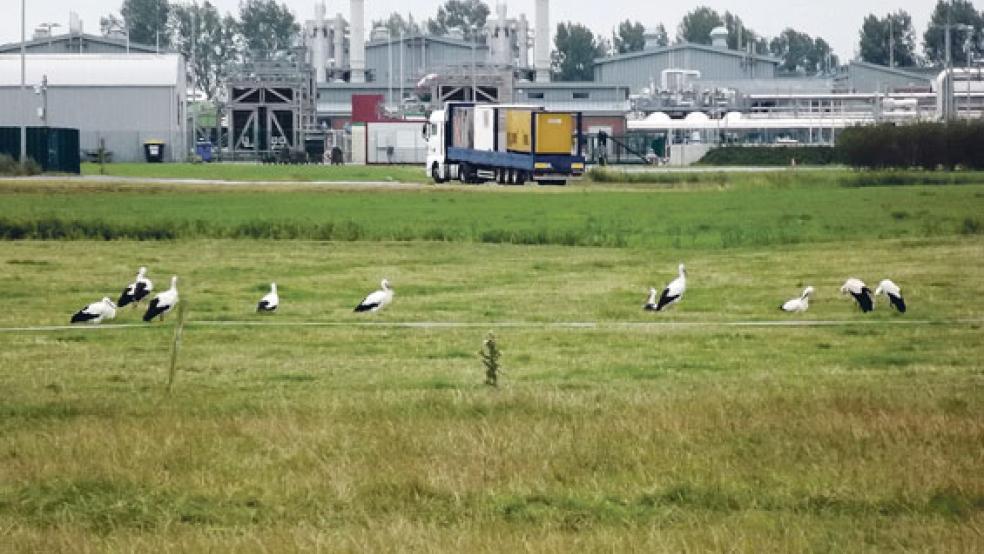 Auf einer Weide vor den Astora-Gasspeichern an der Landesstraße 15 bei Jemgum versammelten sich am Mittwoch zehn Jungstörche. © Leserfoto: Hartmann