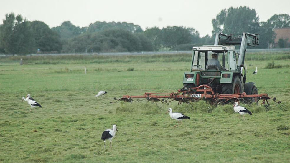 Vom Traktor ließen sich die jungen Störche nicht stören. © Foto: Szyska
