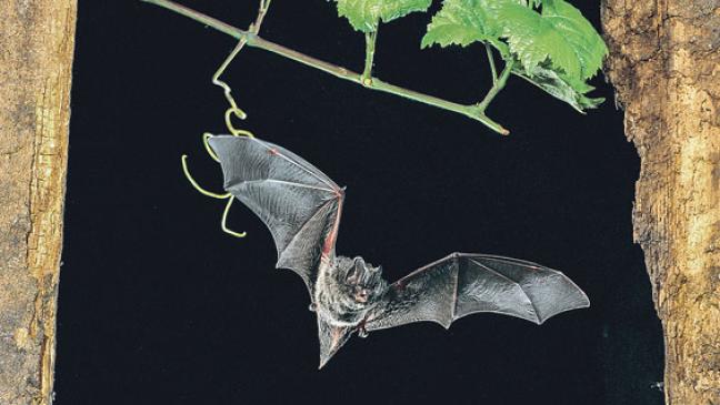 »Batnight« in Ostfriesland
