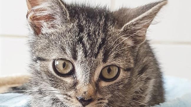 Ophelia sucht eine neue Familie