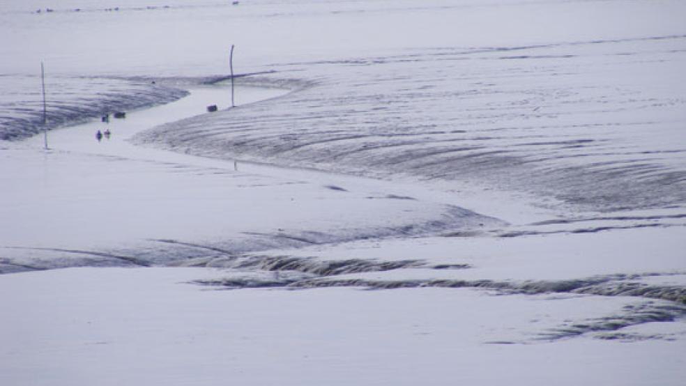 Das Wattenmeer wird offenbar von einer Muschelart aus Amerika erobert. © Foto: Szyska