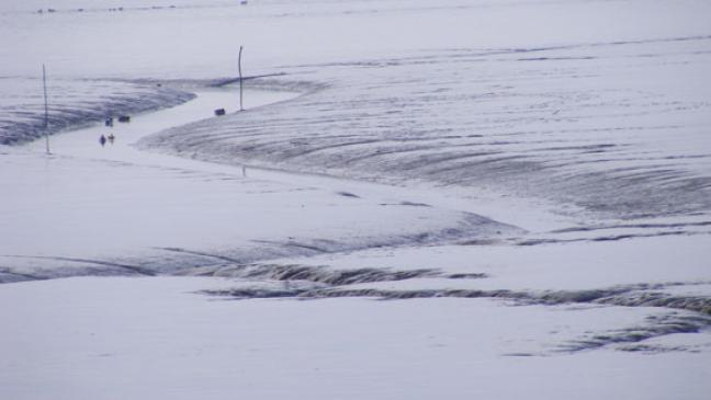 US-Muschel erobert das Watt