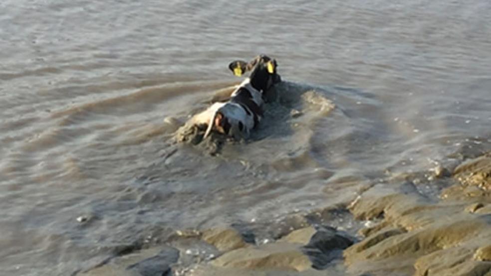 Das Kalb schaffte es nicht, ans Ufer zu kommen. © Foto: Feuerwehr