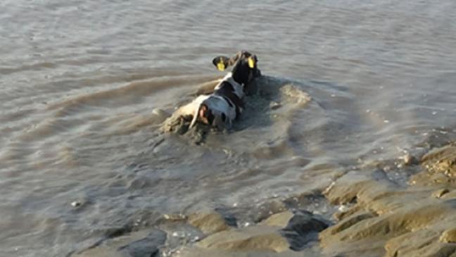 Hilfloses Kalb in der Leda