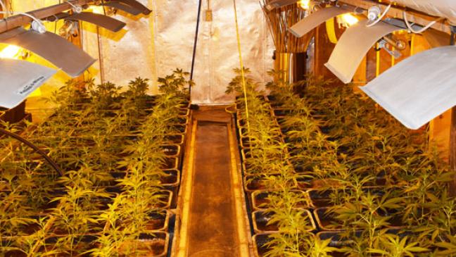 Drogen-Plantage fliegt auf