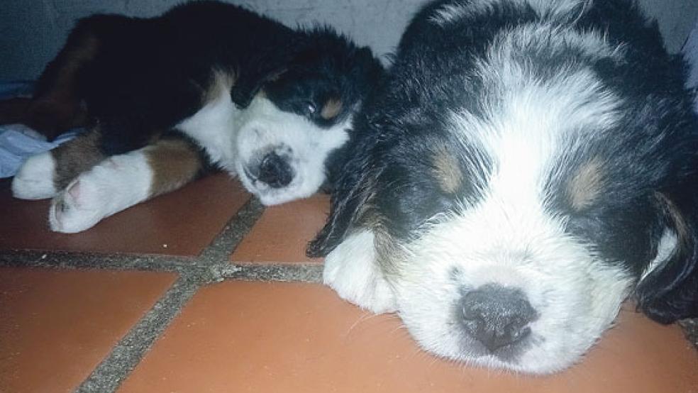 Diese Welpen suchen ein neues zuhause. © Foto: Tierschutz