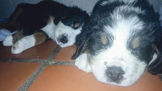 »Sie haben sich prächtig entwickelt«