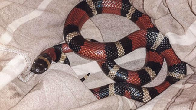 Weeneraner Schlangenexperte hilft Polizei