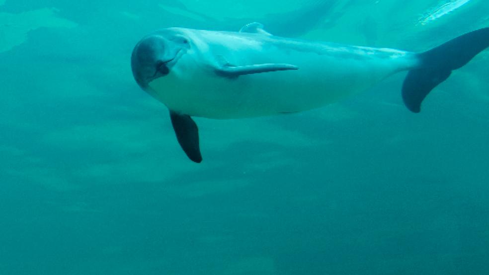 Schweinswale gehören zu den Tieren, die durch den Lärm der Erdgasförderung weiter belastet werden könnten, kritisieren Naturschützer das Vorhaben in der Nähe von Borkum. © Foto: Willi Rolfes/NABU