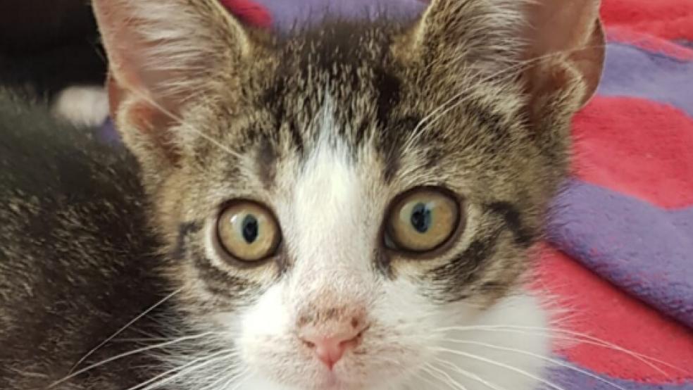 Im Tierheim in Stapelmoor suchen gleich mehrere Katzen ein neues Zuhause © Tierschutz