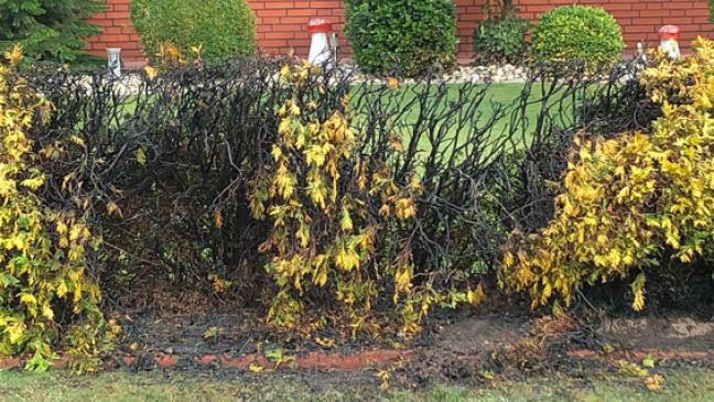 Abflammgerät setzt Hecke in Brand