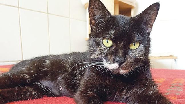 Kuschelige Coco sucht ein Zuhause