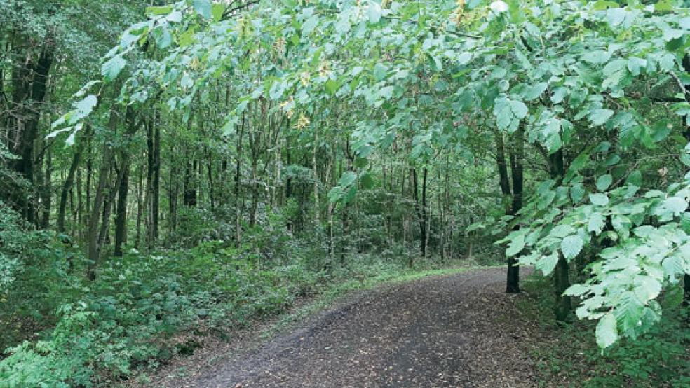 Der Stadtwald in Holthusen ist bei vielen Spaziergängern sehr beliebt.  © Fotos: Boelmann