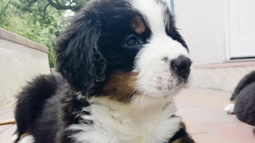 Die Bernersennen-Welpen sehen aus wie Kuscheltiere - das sind sie aber nicht. © Foto: Tierschutz Rheiderland