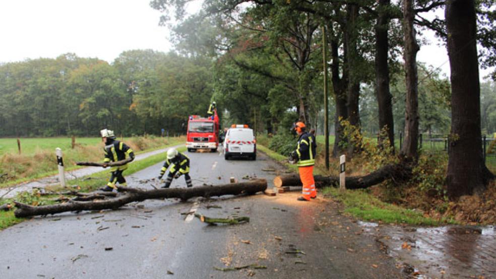 Die Feuerwehrleute zersägten den Baum und räumten die Fahrbahn. © Foto: Rand (Feuerwehr)