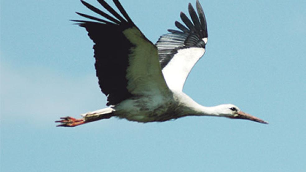 Im Rheiderland waren fünf Storchennester besetzt. © Foto: Szyska